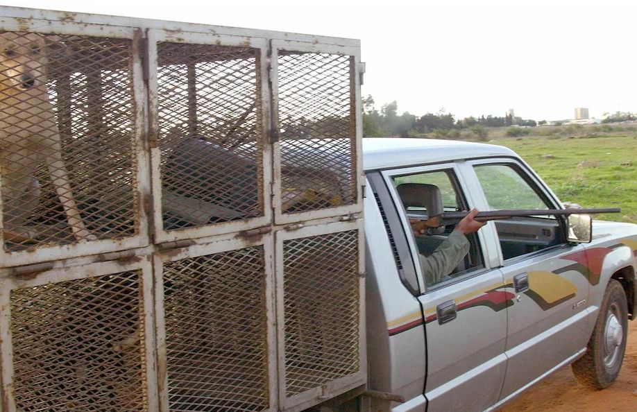 Telegraph: En preparación para la Copa del Mundo, la matanza a gran escala de perros callejeros en Marruecos ha causado descontento en todos los ámbitos de la vida
